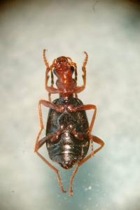 <i>Brachinus explodens</i>