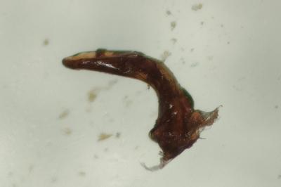 <i>Brachinus explodens</i>