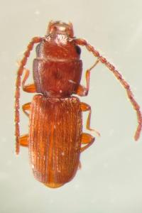 <i>Cryptolestes pusillus</i>
