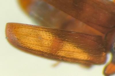 <i>Cryptolestes pusillus</i>