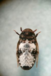 <i>Dermestes undulatus</i>