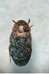 <i>Dermestes undulatus</i>