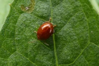 <i>Sphaeroderma</i>