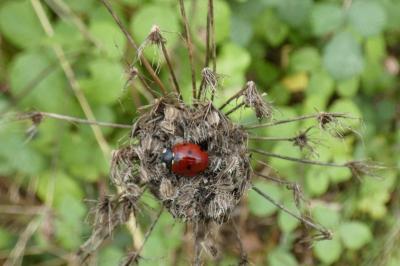 <i>Coccinella septempunctata</i>