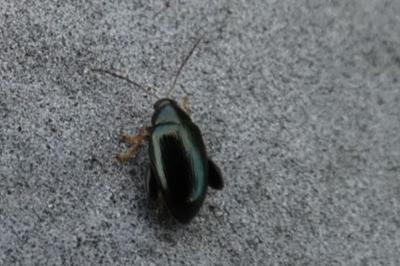 <i>Psylliodes</i>