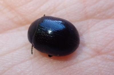 <i>Chrysolina haemoptera</i>
