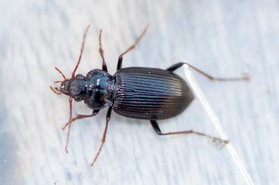 <i>Nebria brevicollis</i>