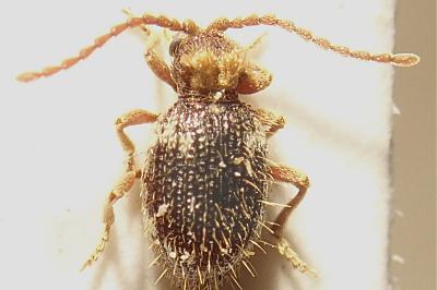 <i>Ptinus bidens</i>
