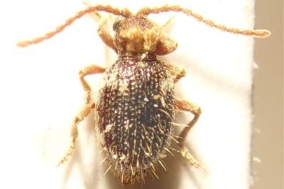 <i>Ptinus bidens</i>