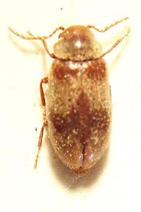 <i>Ochina ptinoides</i>