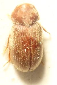 <i>Stegobium paniceum</i>