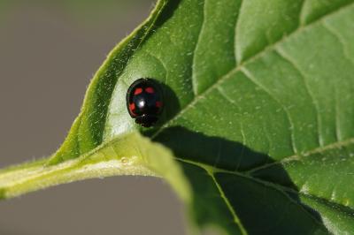 <i>Exochomus quadripustulatus</i>