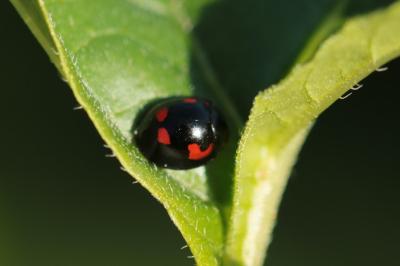 <i>Exochomus quadripustulatus</i>