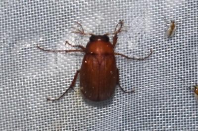 <i>Serica brunnea</i>