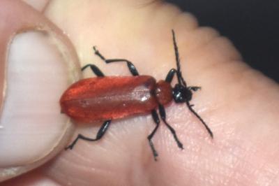 <i>Pyrochroa coccinea</i>