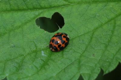 <i>Harmonia axyridis</i>