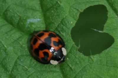 <i>Harmonia axyridis</i>