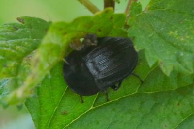 <i>Phosphuga atrata</i>
