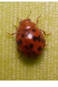 <i>Subcoccinella vigintiquatuorpunctata</i>