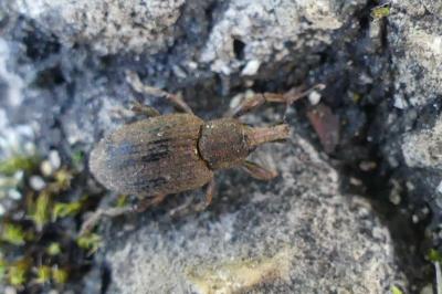 <i>Graptus triguttatus</i>