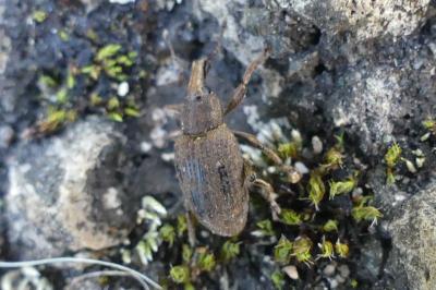 <i>Graptus triguttatus</i>