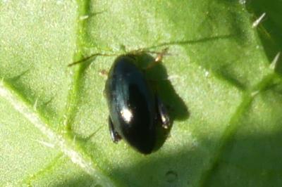 <i>Psylliodes</i>