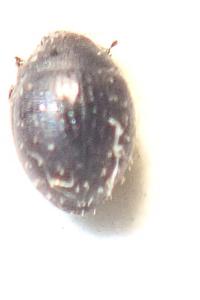 <i>Chaetophora spinosa</i>