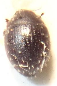 <i>Chaetophora spinosa</i>