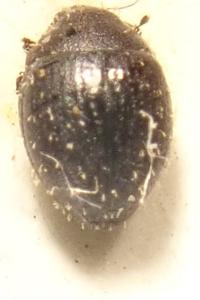 <i>Chaetophora spinosa</i>