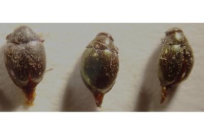 <i>Lamprobyrrhulus nitidus</i>