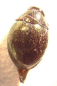 <i>Lamprobyrrhulus nitidus</i>