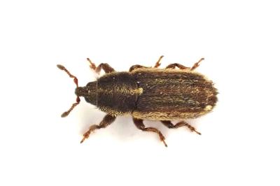 <i>Mecinus circulatus</i>
