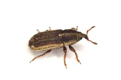 <i>Mecinus circulatus</i>