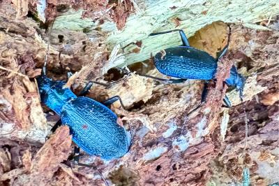 <i>Carabus intricatus</i>