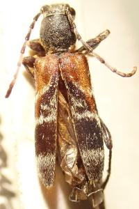 <i>Anaglyptus mysticus</i>