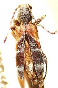 <i>Anaglyptus mysticus</i>
