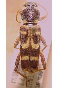 <i>Xylotrechus arvicola</i>