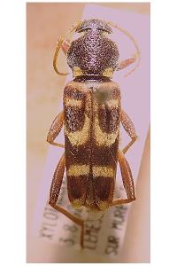 <i>Xylotrechus arvicola</i>