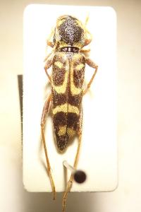 <i>Xylotrechus arvicola</i>