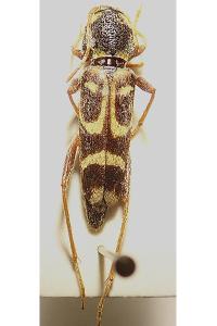 <i>Xylotrechus arvicola</i>