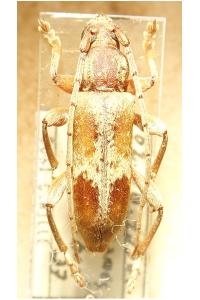 <i>Trichoferus pallidus</i>
