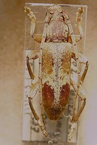 <i>Trichoferus pallidus</i>