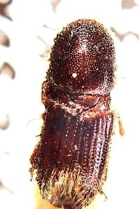 <i>Ips typographus</i>
