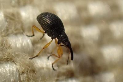 <i>Protapion fulvipes</i>