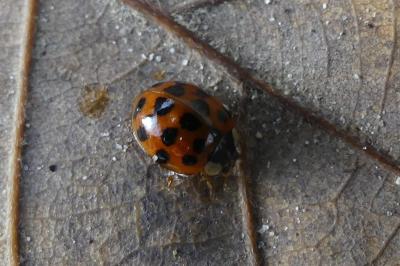 <i>Harmonia axyridis</i>
