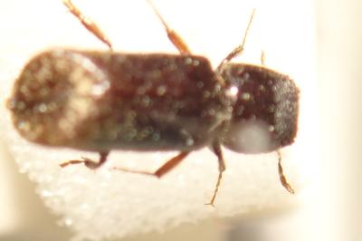 <i>Xylopertha retusa</i>