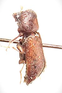 <i>Xylopertha retusa</i>