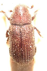 <i>Hylurgops palliatus</i>
