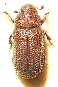 <i>Hylurgops palliatus</i>