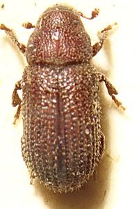 <i>Hylurgops palliatus</i>